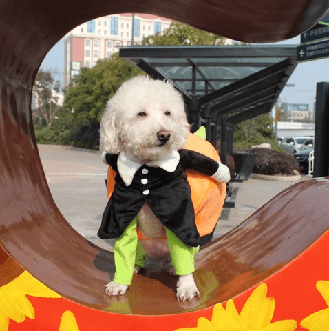 Hundekürbis Halloween Kostüm