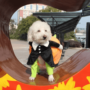 Hundekürbis Halloween Kostüm