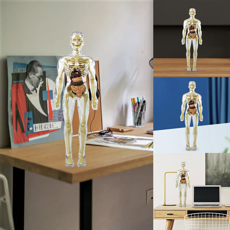 Kinderanatomiemodell Skelett 3D-Modell des menschlichen Torsos