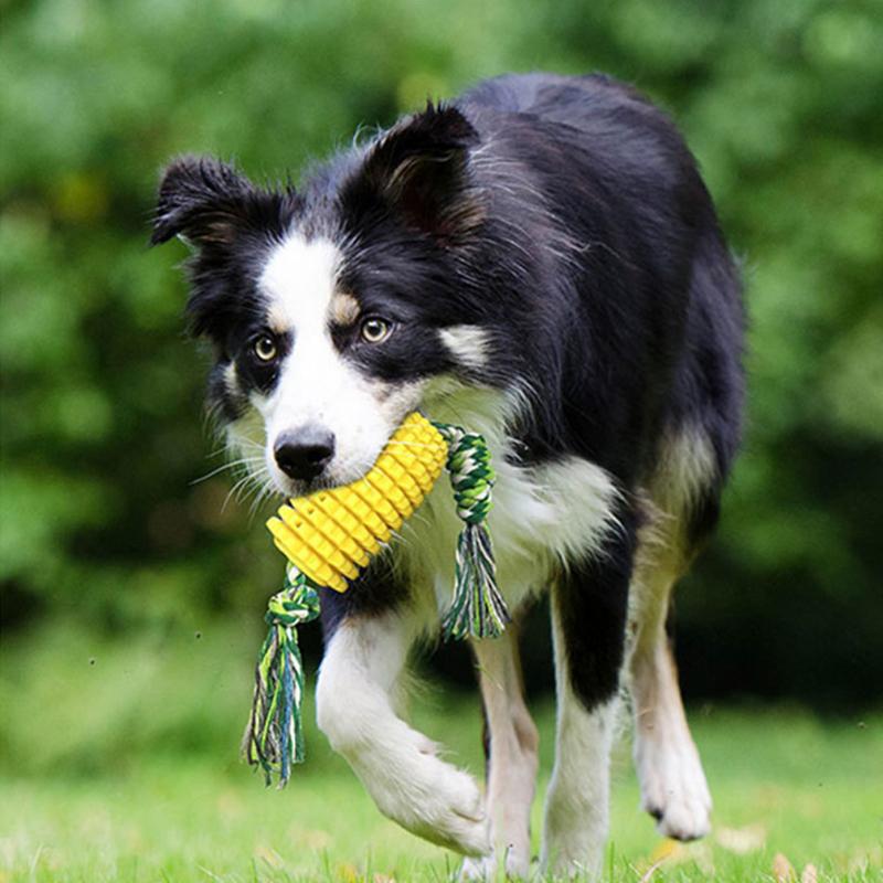 Interessante Beißstock Hundespielzeuge